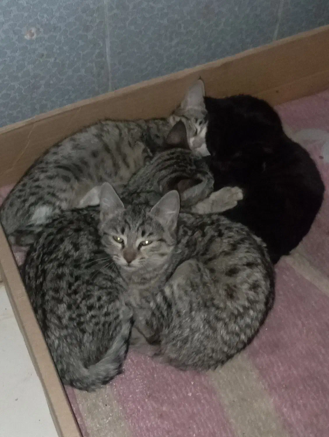 واگذاری بچه گربه|گربه|تهران, شکوفه (عبدل آباد)|دیوار