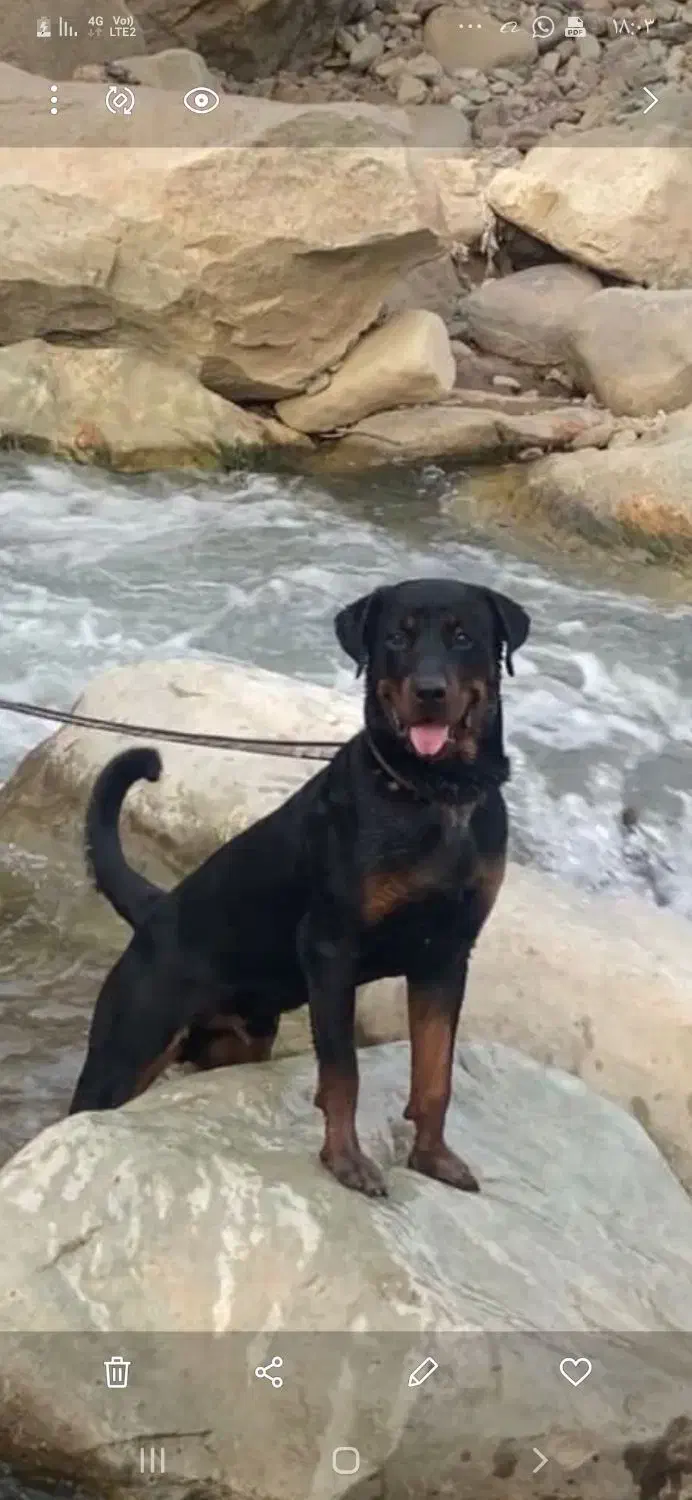 سگ گمشده مژدگانی 50میلیون|سگ|ری, کارخانه سیمان|دیوار