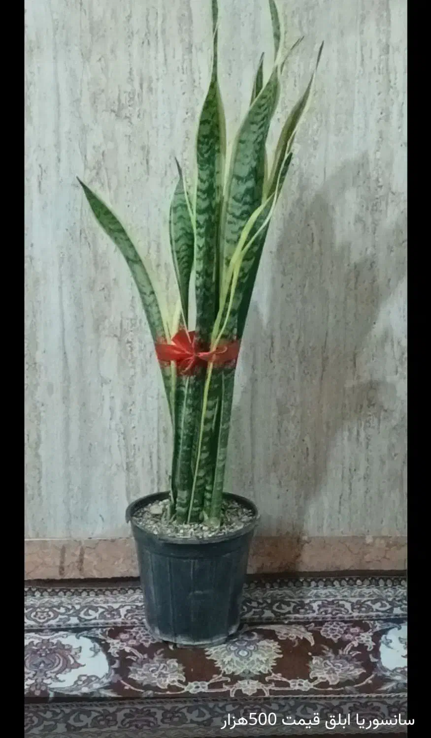 گل طبیعی|گل و گیاه طبیعی|باقرشهر, |دیوار