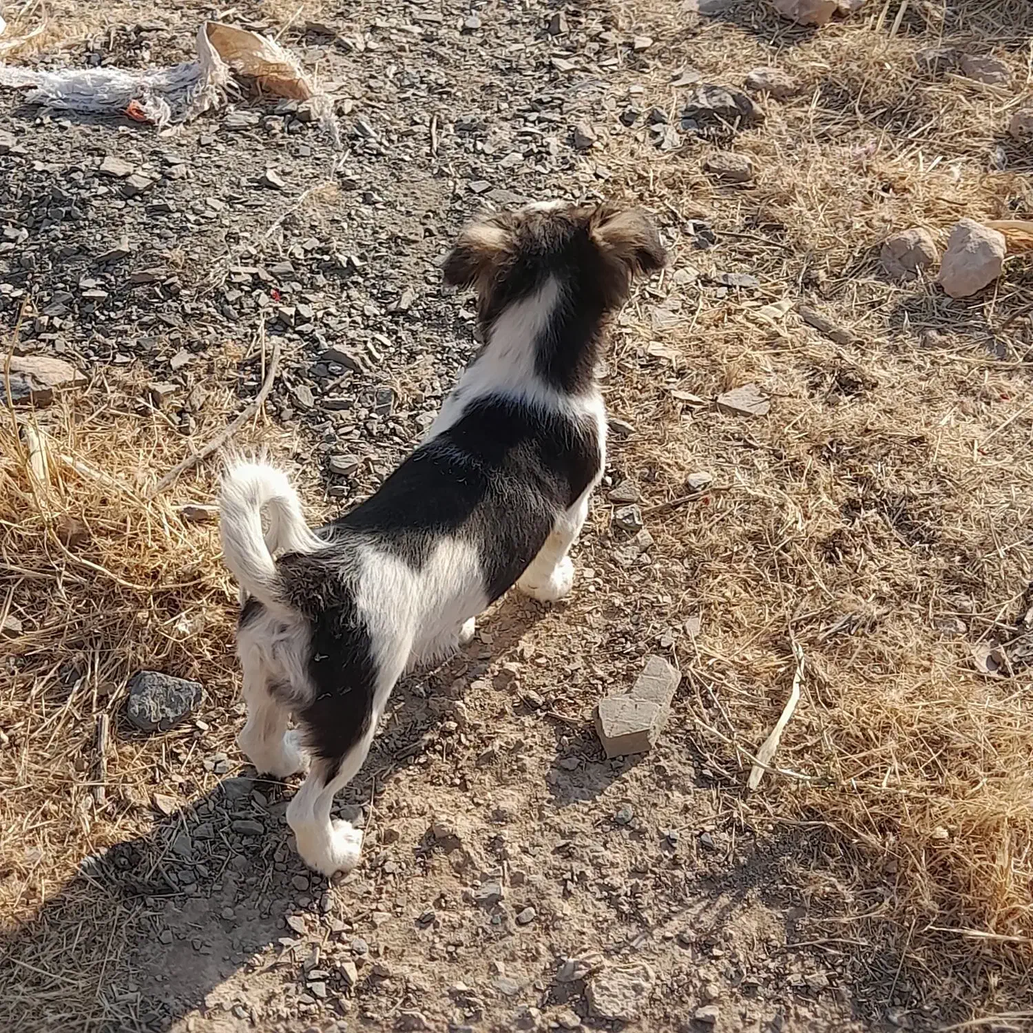 سگ پاکوتاه|سگ|کنگاور, |دیوار