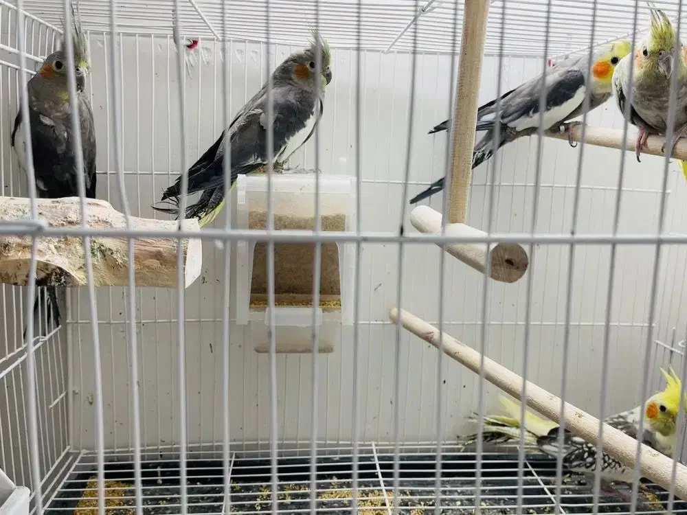 عروس هلندی|پرنده|سبزوار, شهرک ابوذر|دیوار