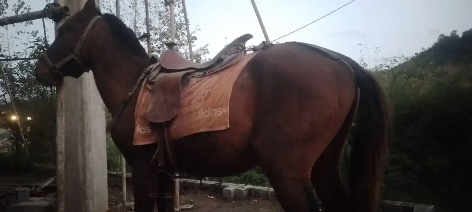 نریان سال ۶ سواری باری|اسب و تجهیزات اسبسواری|لاهیجان, آهندان|دیوار