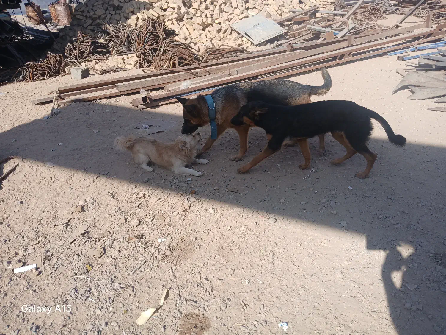 سه عدد سگ|سگ|یزد, |دیوار