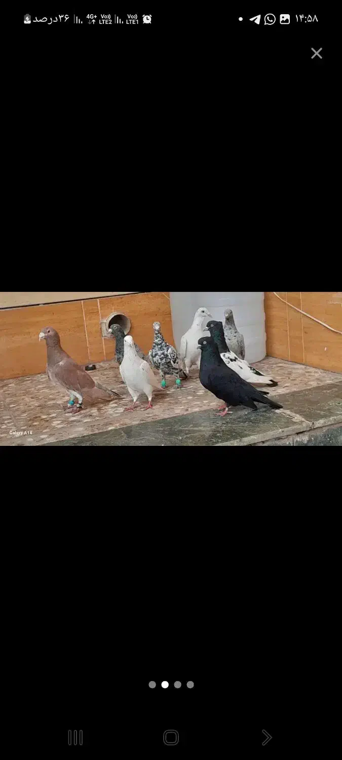 ۱۵عددکفتر|پرنده|اهواز, پردیس|دیوار