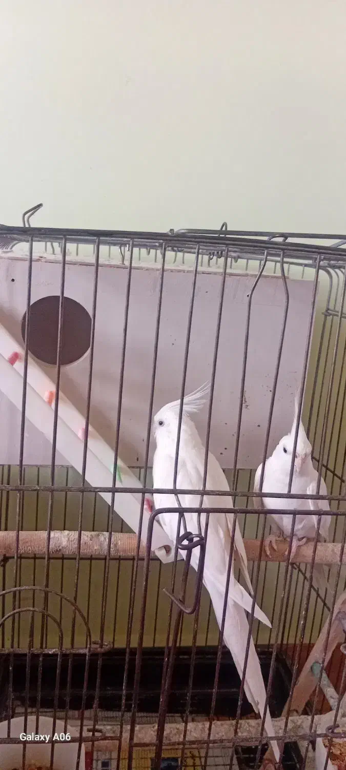 جفت آلبینو|پرنده|فومن, |دیوار