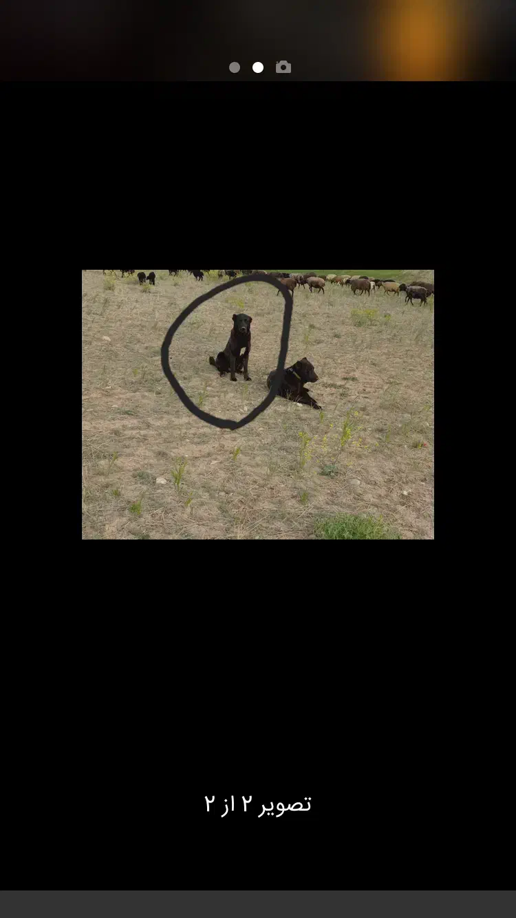 سگ گمشده|حیوانات|ساوه, |دیوار