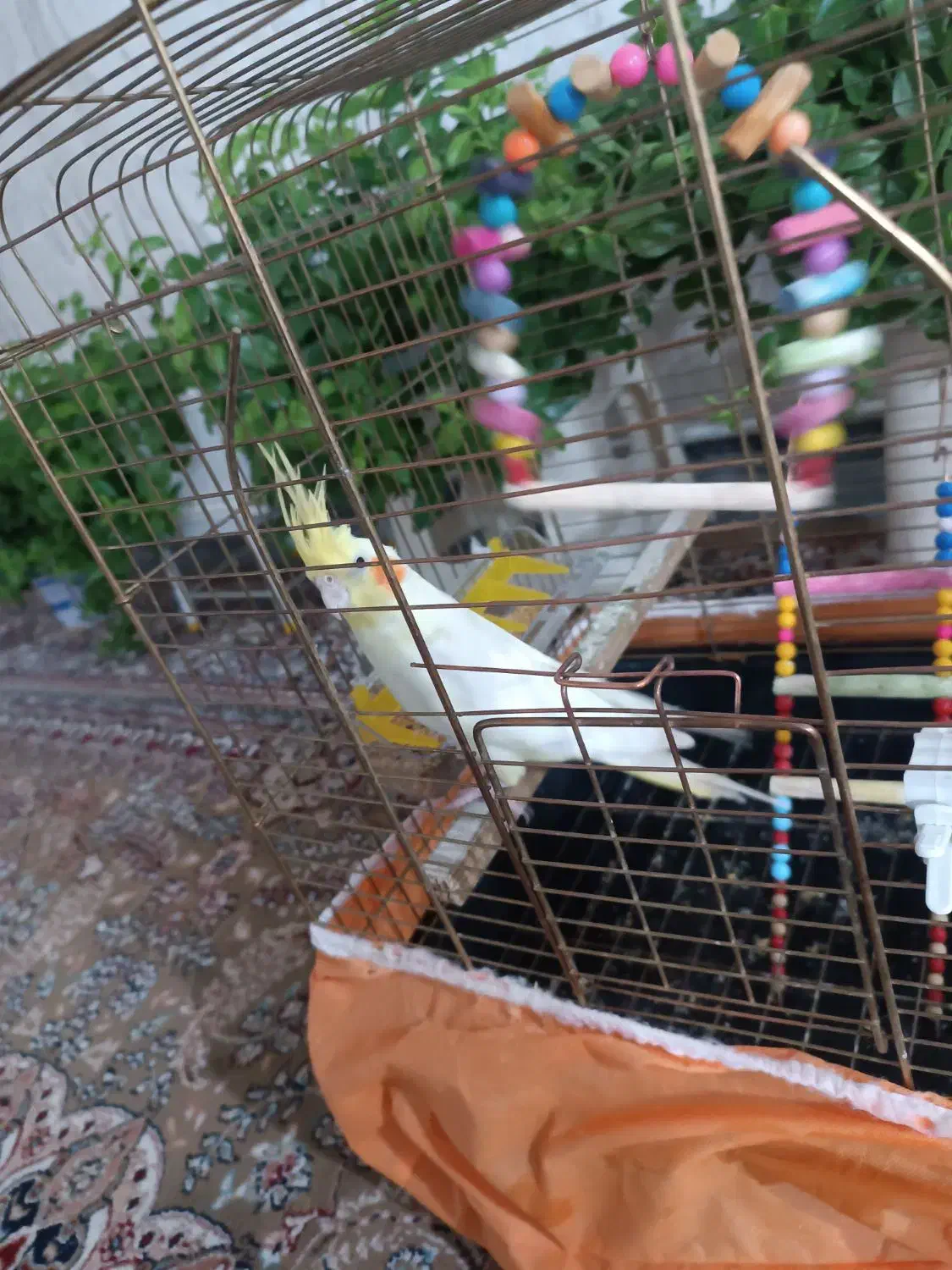 عروس هلندی لوتینیو زعفرانی ماده جوان|پرنده|کبودرآهنگ, |دیوار