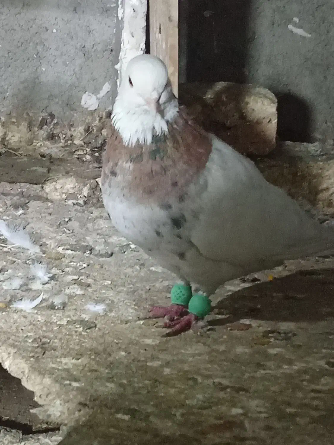 کبوتر طوقی|پرنده|محمدشهر, ولدآباد|دیوار