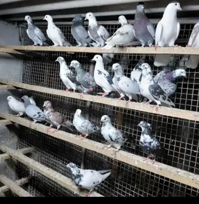 کفتر غریب شهرستان|پرنده|آمل, |دیوار