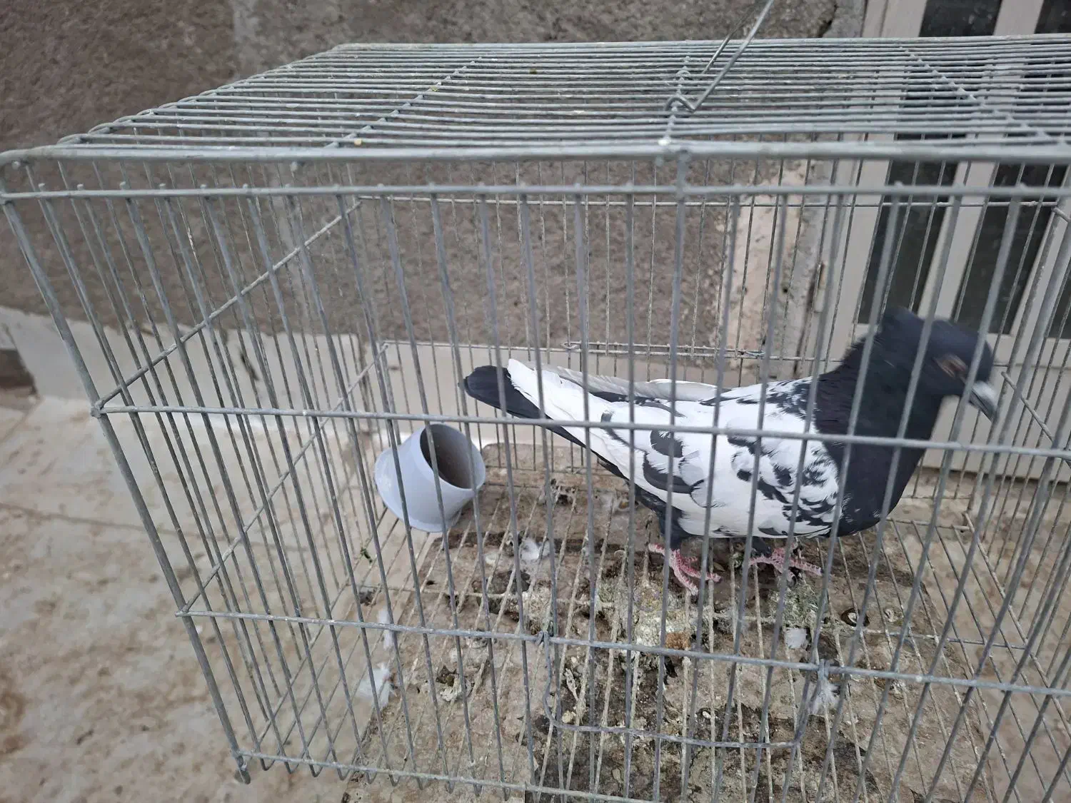 نر سینه ای|پرنده|شهرضا, |دیوار