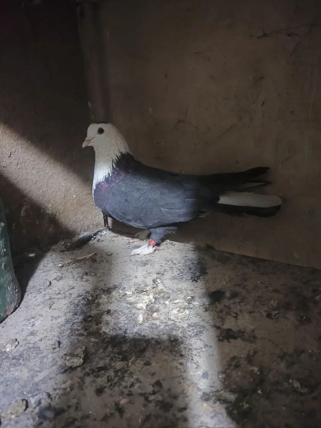 پلاس یکتی|پرنده|قم, شهرک توانیر|دیوار