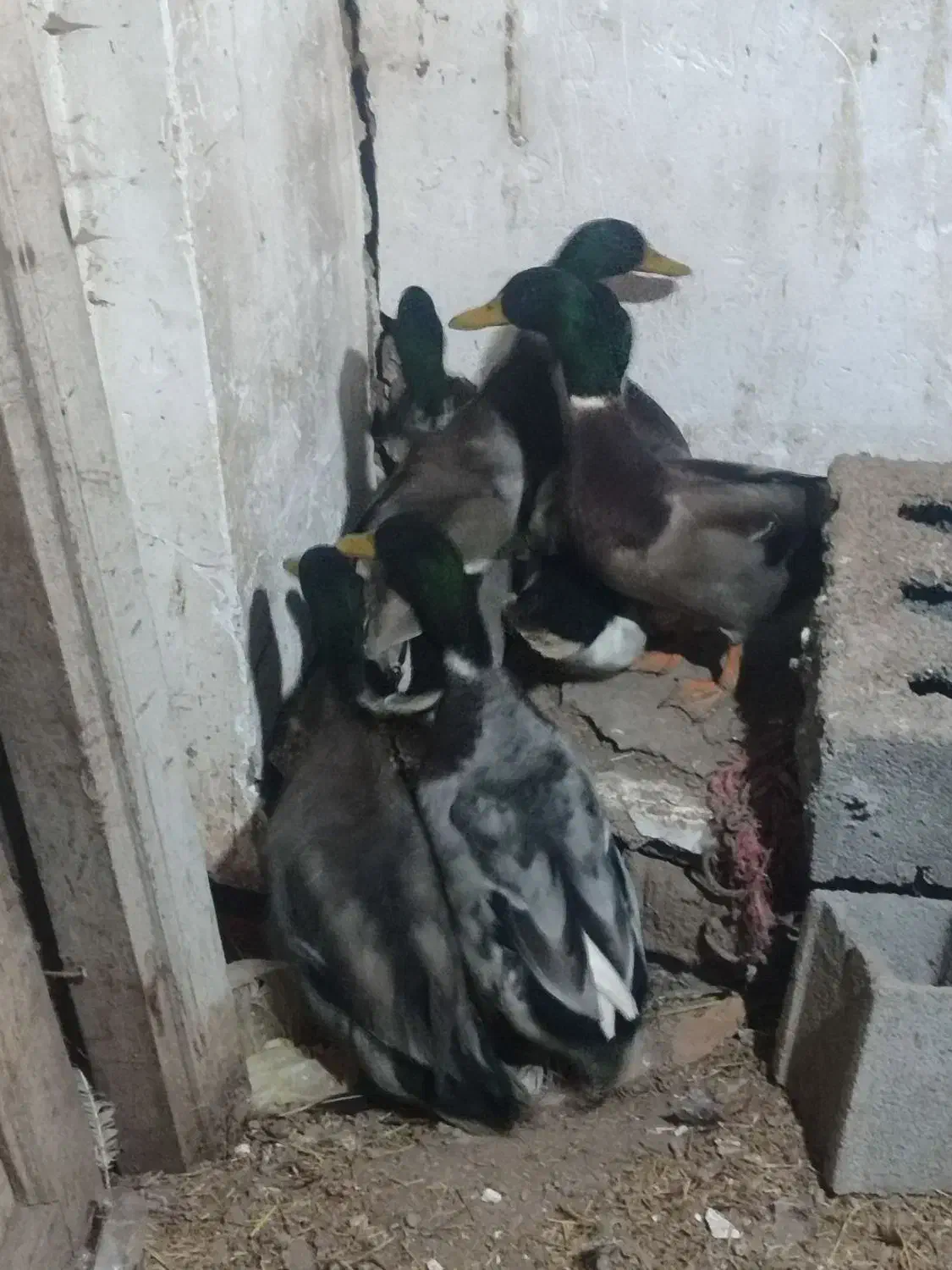 تعداد 6 عدد اردک کله سبز نر سنگین وزن درشت|حیوانات مزرعه|ویلکیج, |دیوار