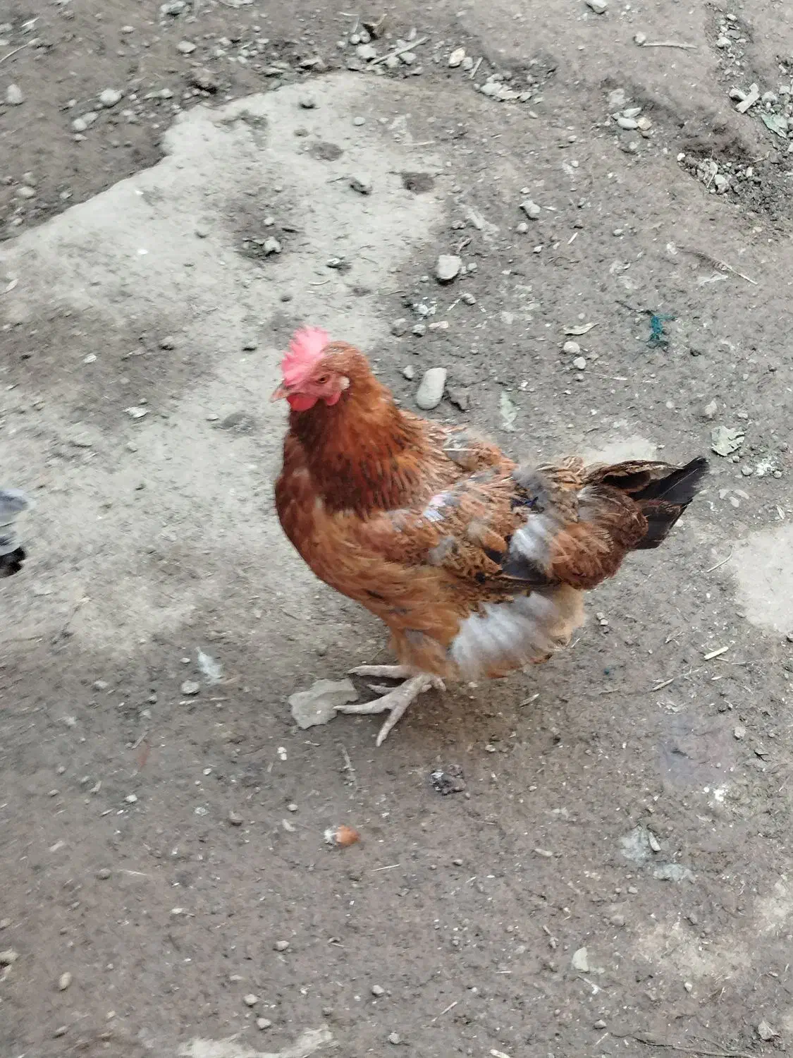 خروس و مرغ و جوجه محلی|حیوانات مزرعه|رامیان, |دیوار