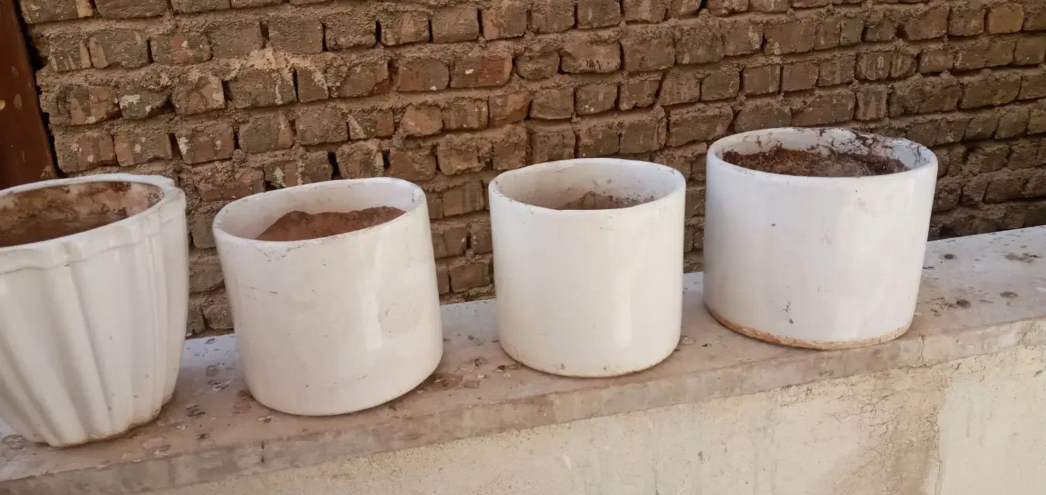 گلدان درحد|گل و گیاه طبیعی|ساوه, |دیوار