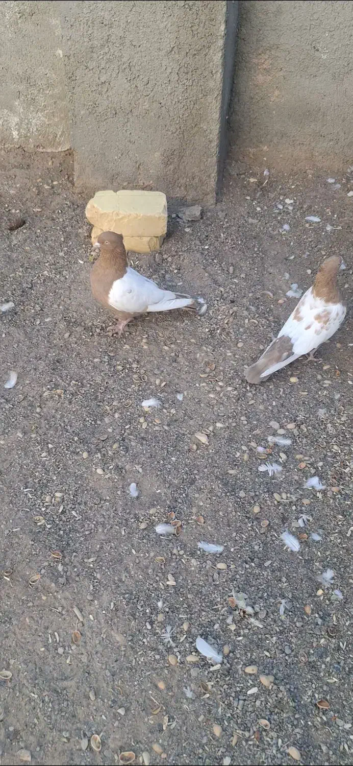 کبوتر سینه|پرنده|هلالی, |دیوار