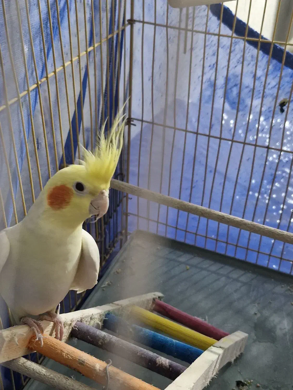 عروس هلندی ماده|پرنده|کرج, برغان|دیوار