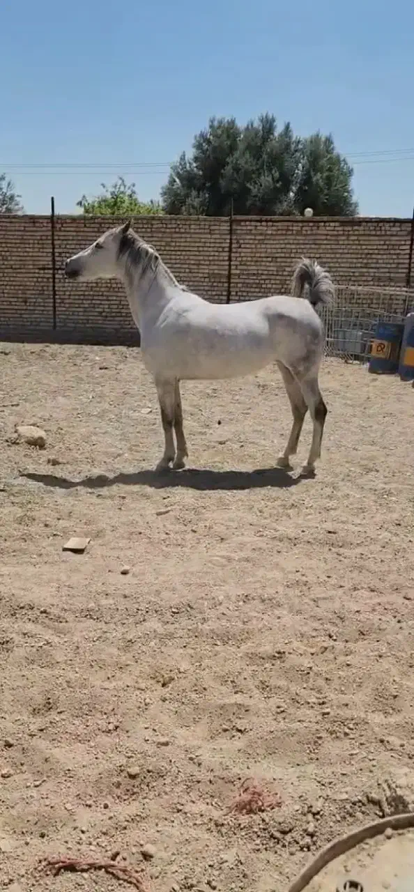 مادیان عرب کرد|اسب و تجهیزات اسب‌سواری|سقز, |دیوار