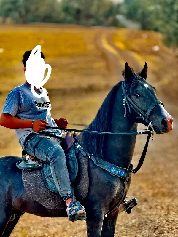 اسب پنچ نیشان کورد اصیل شیشدان|اسب و تجهیزات اسبسواری|ایلام, |دیوار