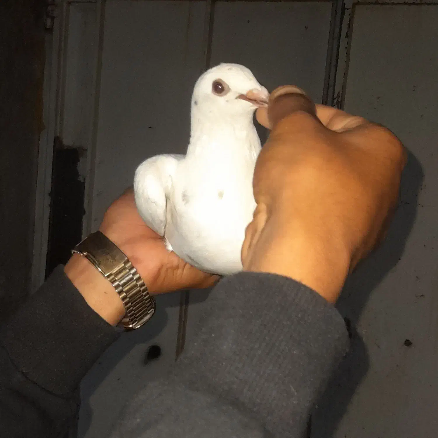 بفروش|پرنده|برازجان, |دیوار