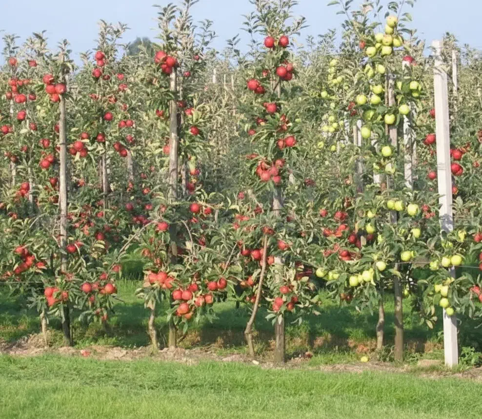 فروش ویژه پایه کشتبافتی سیب ملورین|خدمات باغبانی و درختکاری|سردشت, |دیوار