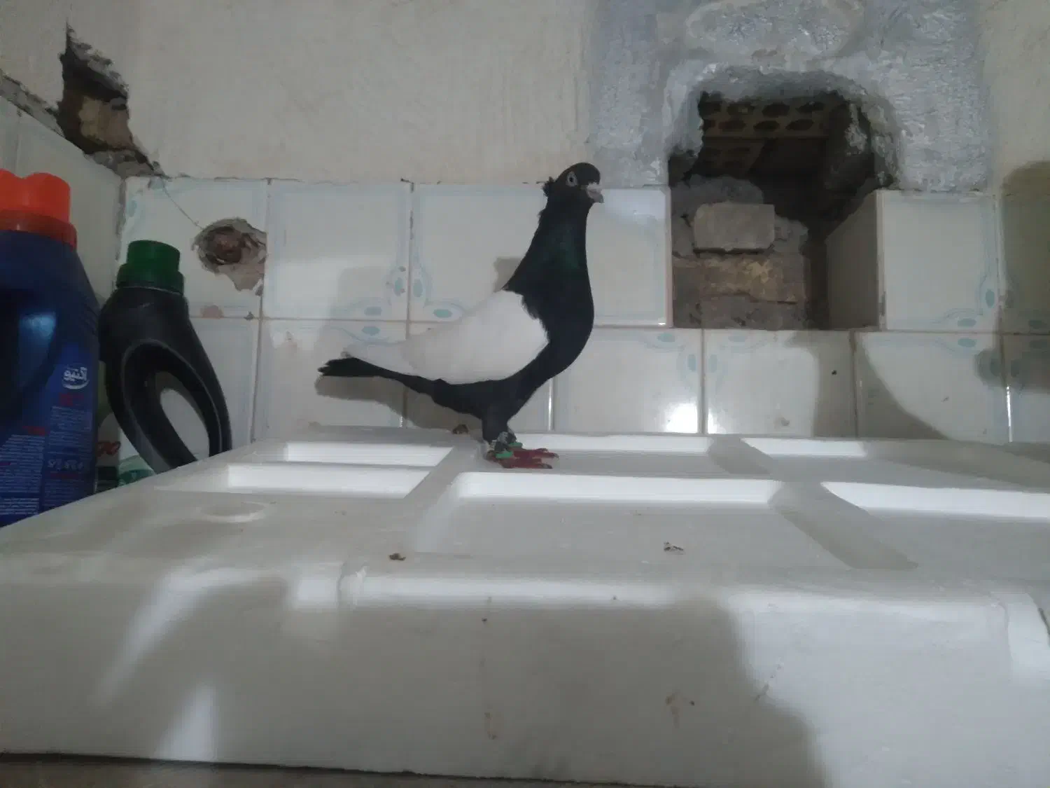 نرو ماده سینه سیاه و قهوه ای درجه یک|پرنده|اندیمشک, |دیوار