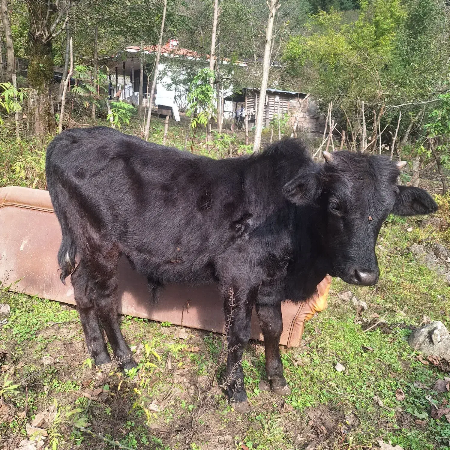 دوتا گوساله نر|حیوانات مزرعه|ماسال, |دیوار