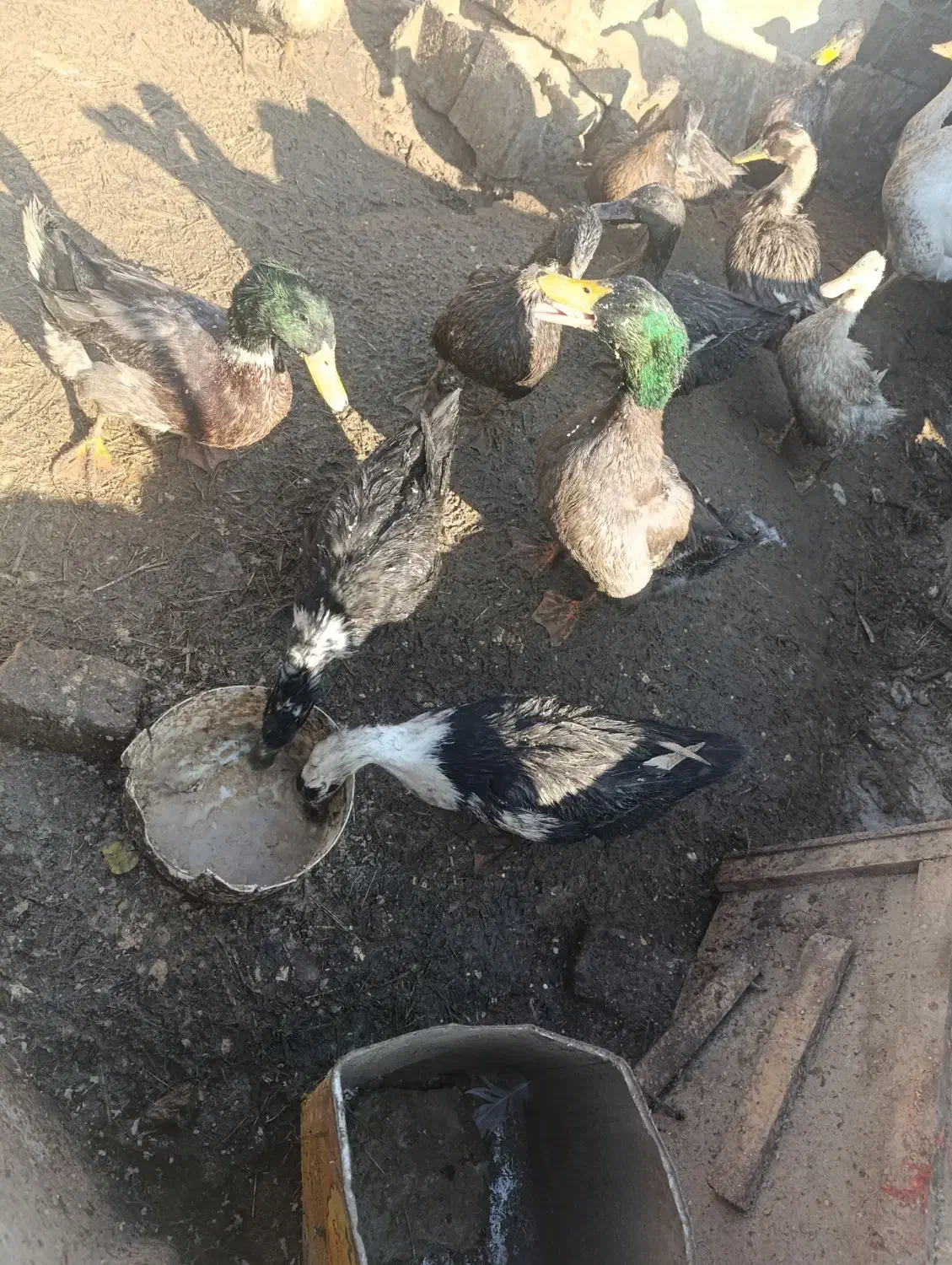 اردک چاق تخمگذار . جوان .زیر قیمت بازار .|حیوانات مزرعه|چناران, |دیوار