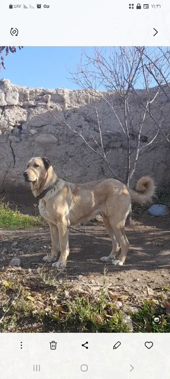 سگِ سرابی اصیل (فروشی)|سگ|مشگین شهر, |دیوار