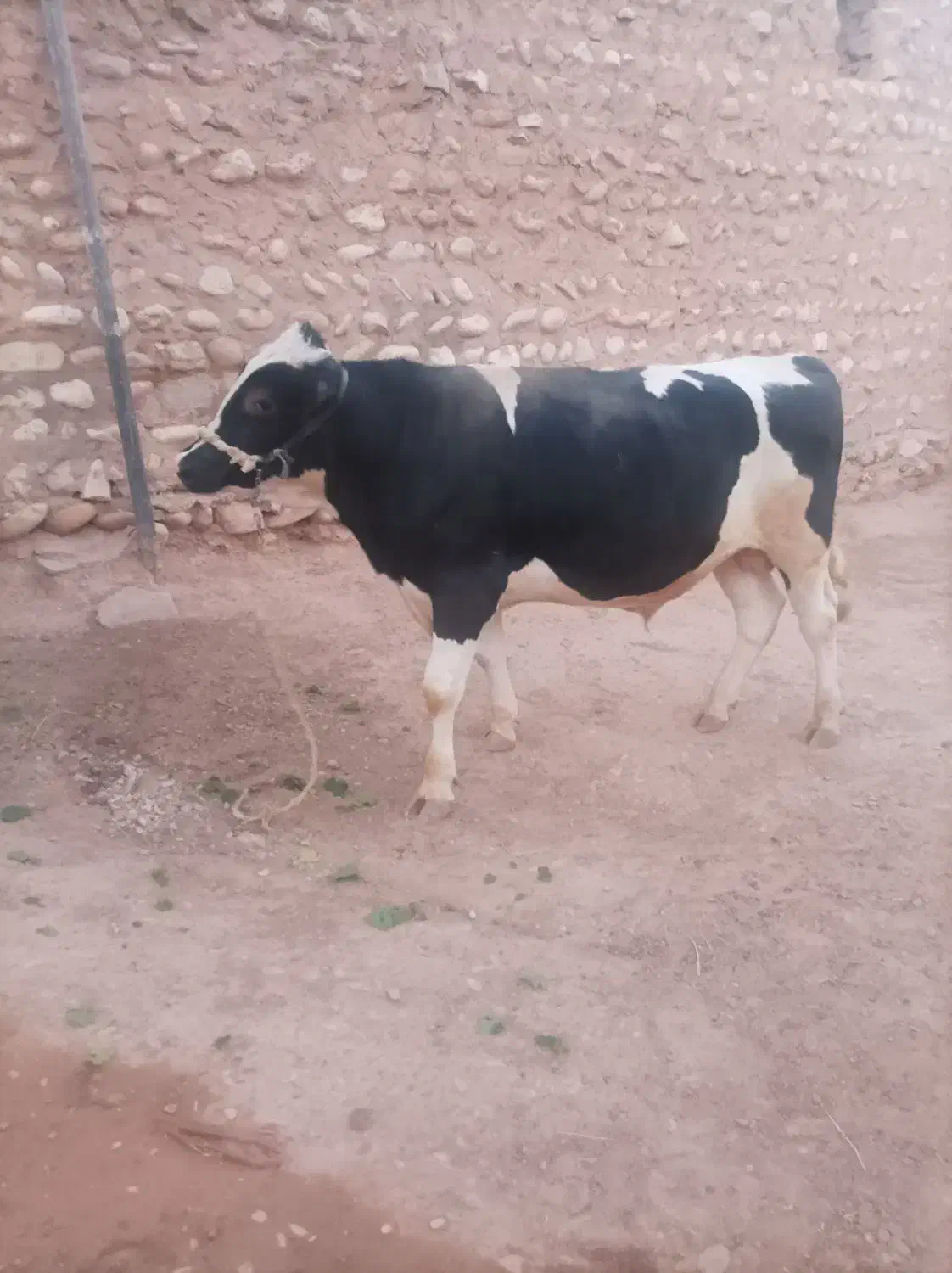 گوساله نر پروار ثابت|حیوانات مزرعه|زاگرس, |دیوار