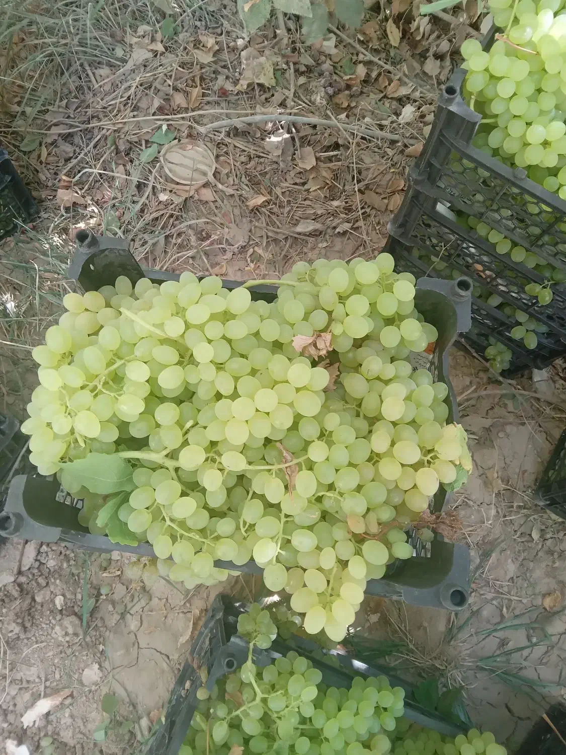 انگور عسگری|خوردنی و آشامیدنی|اصفهان, آزادگان|دیوار