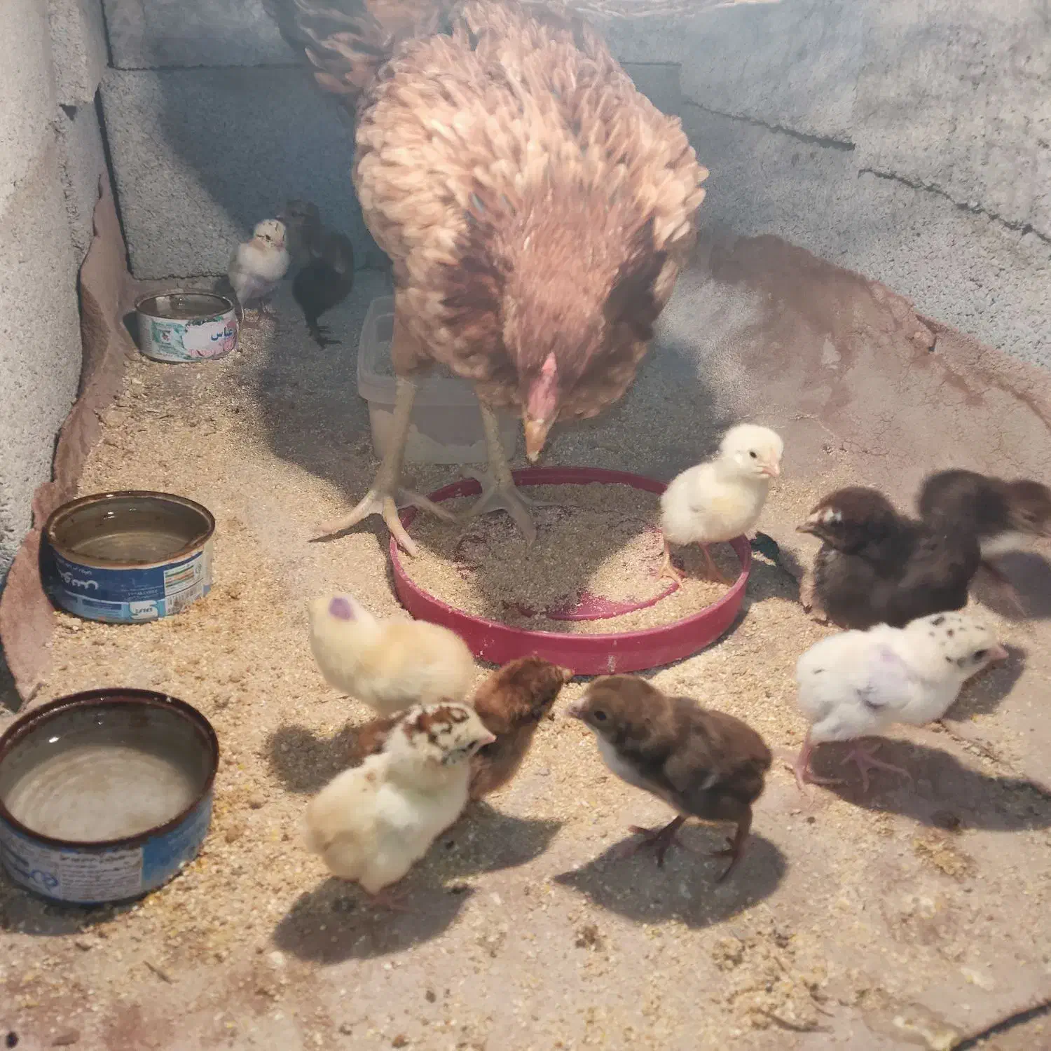 مرغ با جوجه ذات دار2/500|حیوانات مزرعه|تخت, |دیوار