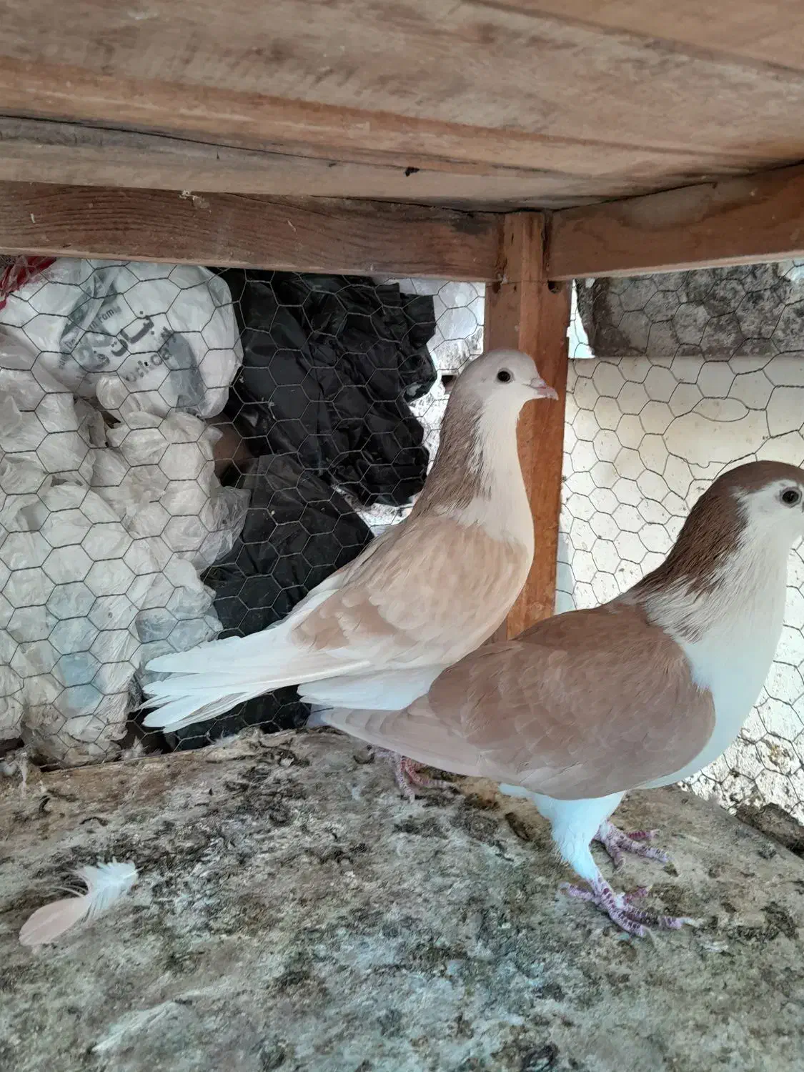 طاقی زرد نروماده|پرنده|کاشان, لتحر|دیوار