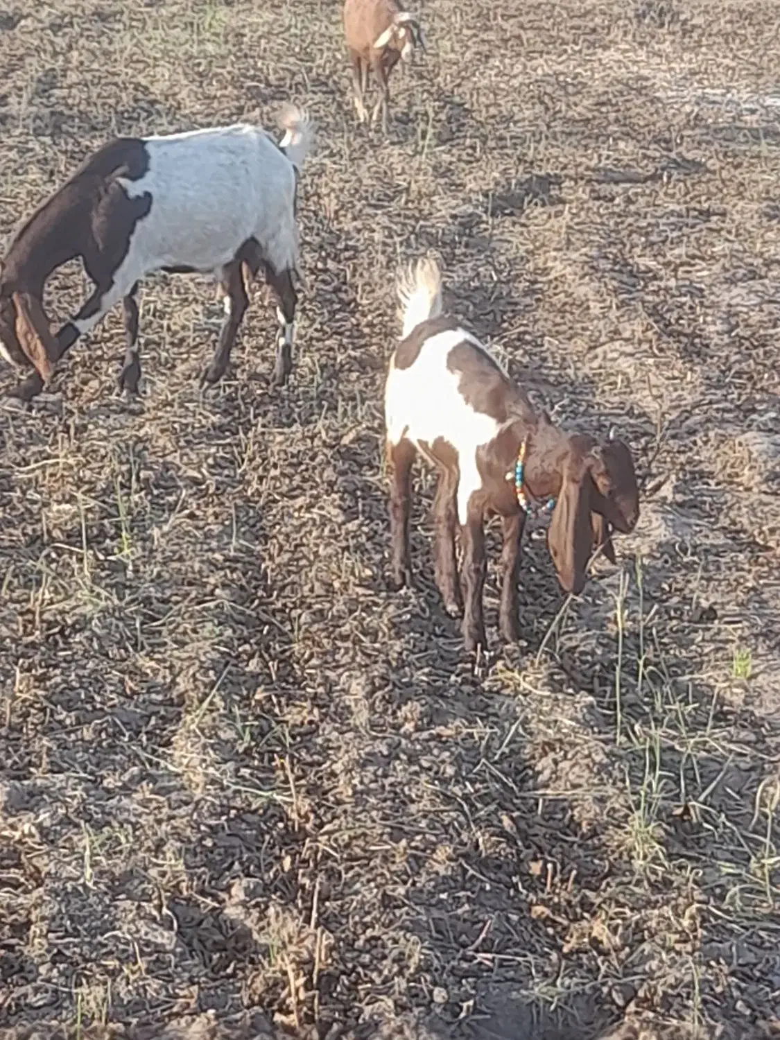 بز و بزغاله اصیل و پاکستانی|حیوانات مزرعه|فاضل آباد, |دیوار