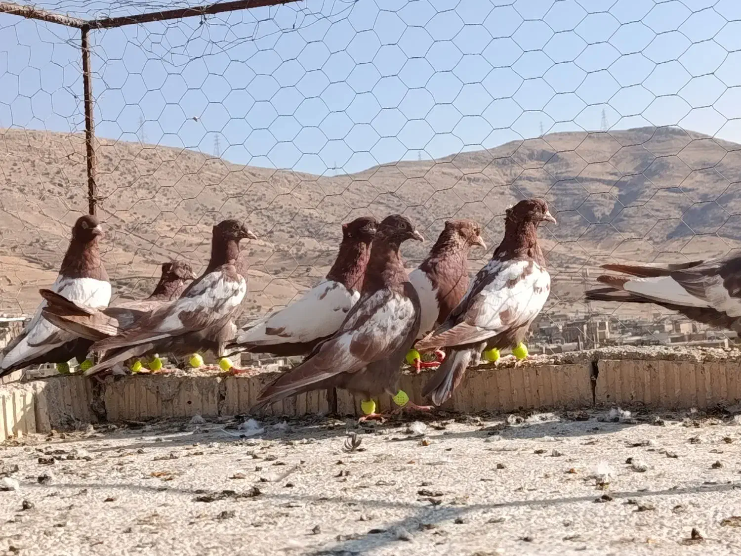 بهبهانی دونه ۲۰۰ تومن مقطوع|پرنده|شیراز, سعدیه شمالی|دیوار