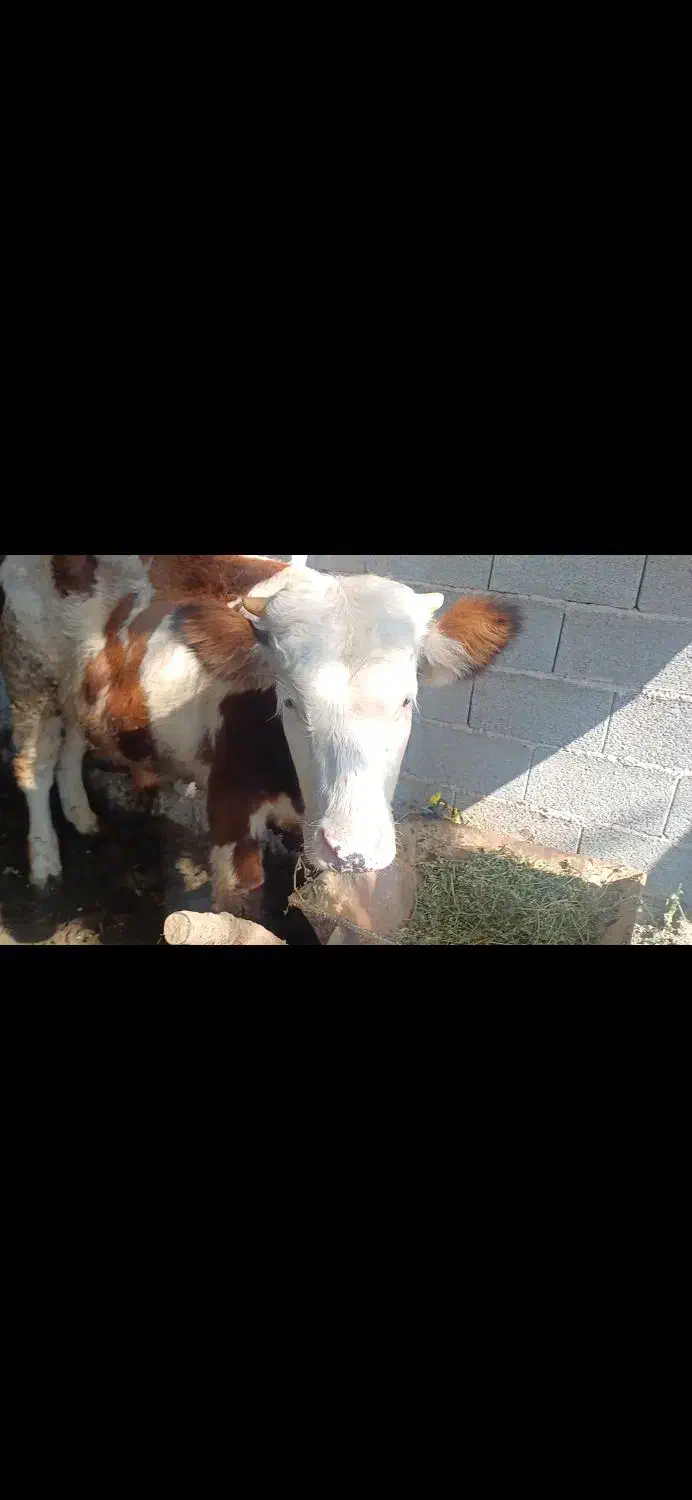 گوساله سیمینتال نر خالص|حیوانات مزرعه|صومعه‌سرا, |دیوار