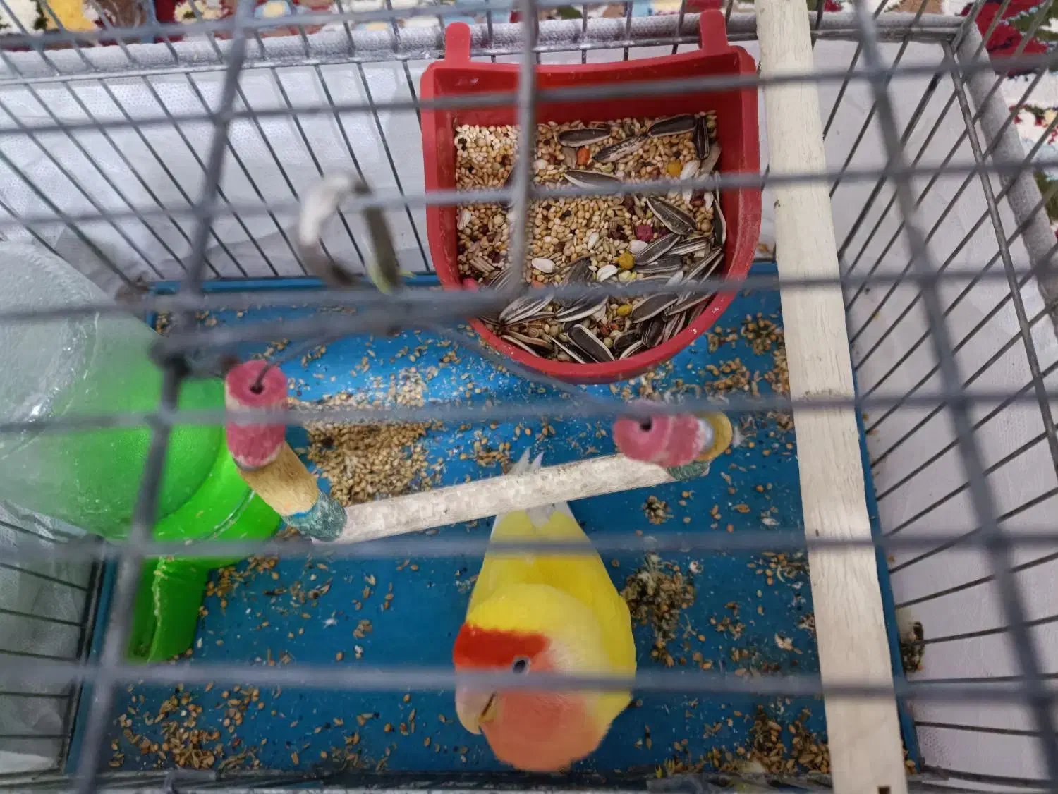 کوتوله دستی معاوضه با سبز سریلاکی|پرنده|قم, نیروگاه|دیوار