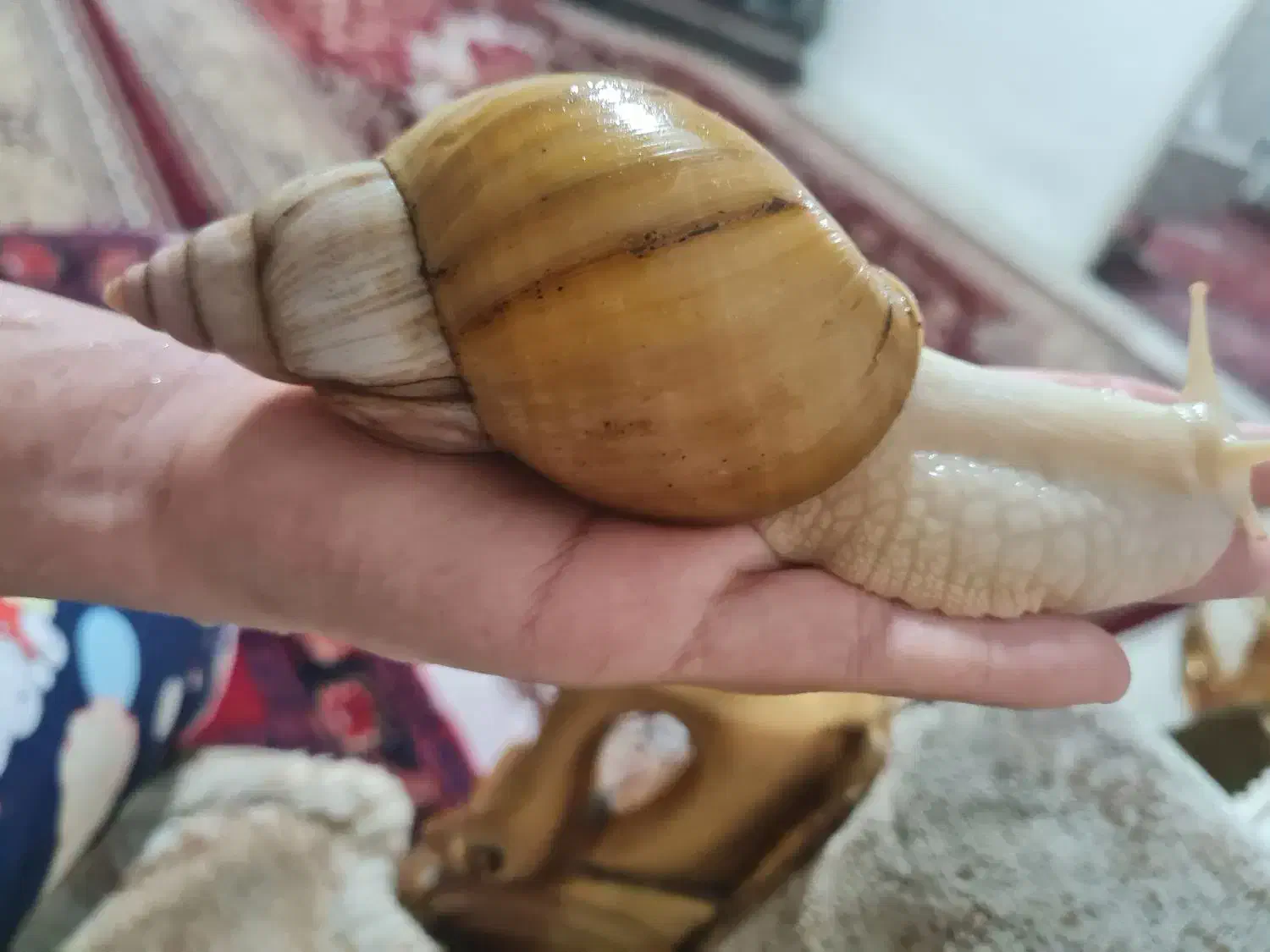 حلزونای خوشگل و بامزه و بی‌دردسر|خزنده|تهران, شهرک طالقانی|دیوار