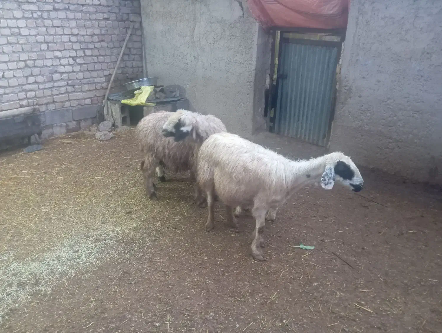 میش بره|حیوانات مزرعه|پاسارگاد, |دیوار