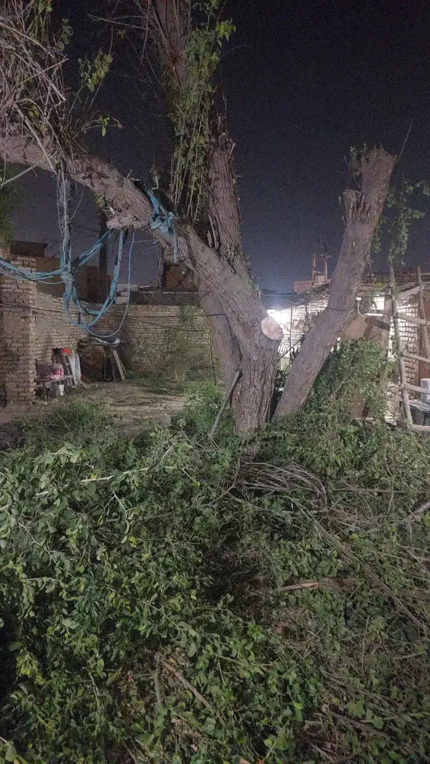 خرید درخت|خدمات باغبانی و درختکاری|خرمشهر, |دیوار