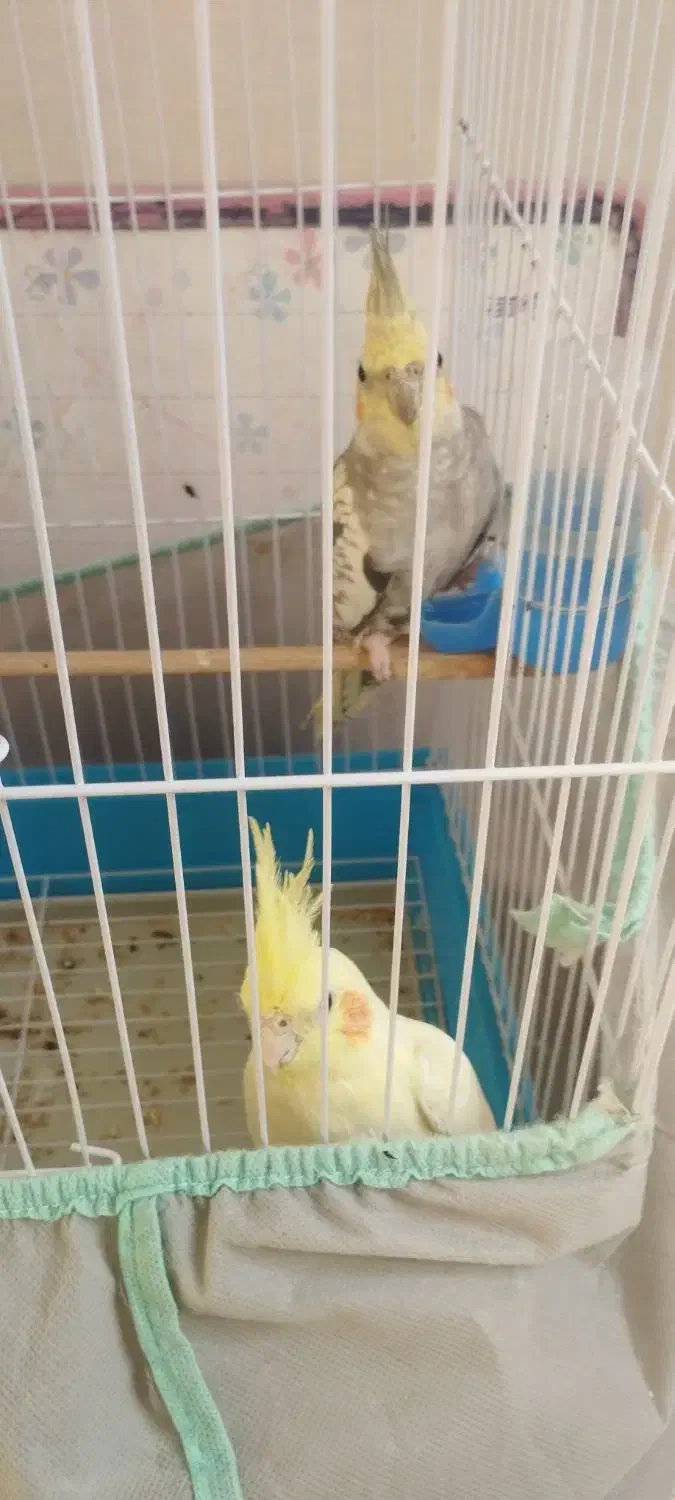 عروس هلندی|پرنده|الوند, |دیوار