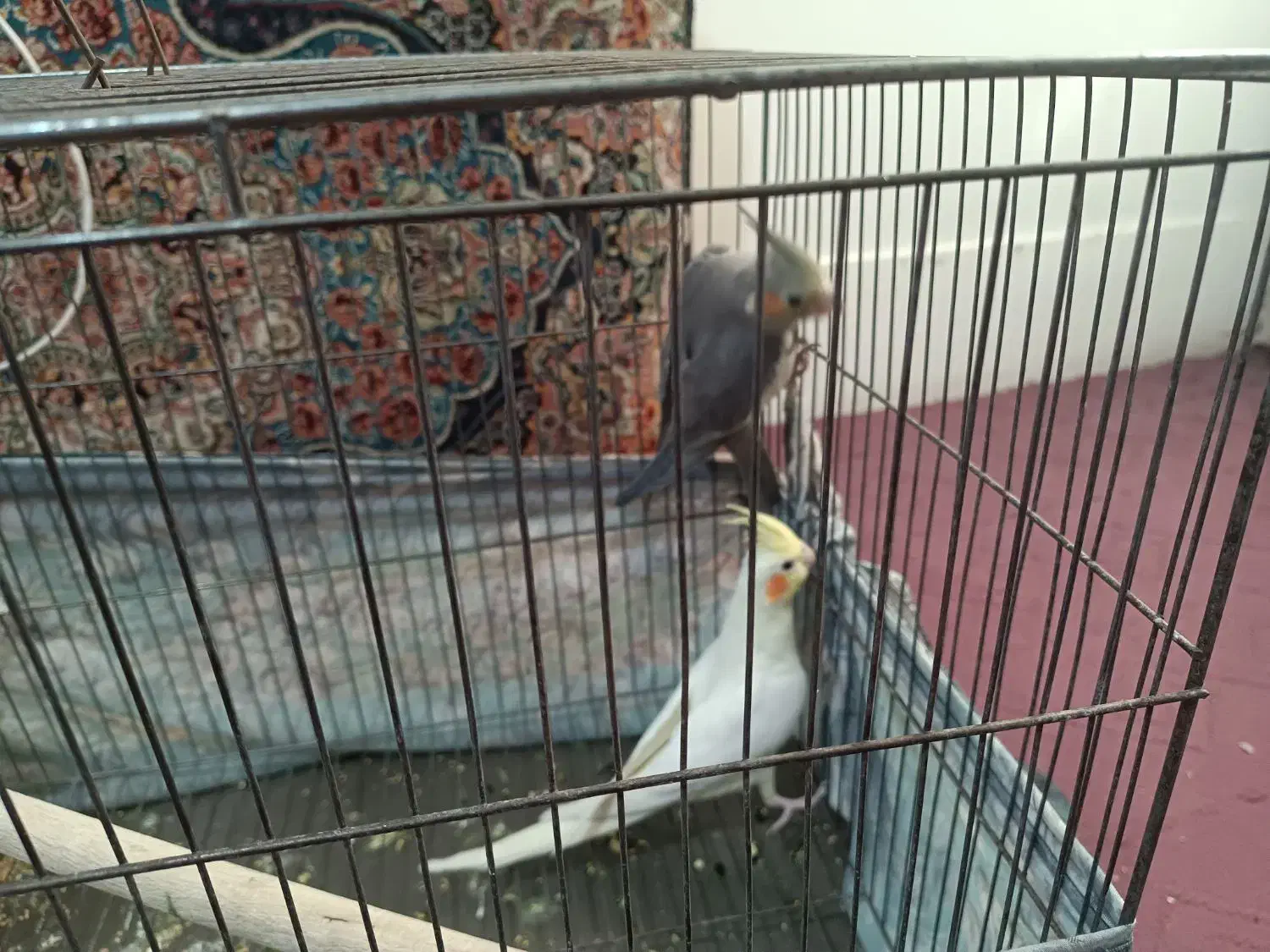 عروس هلندی ۳ ماهه|پرنده|فردوسیه, |دیوار