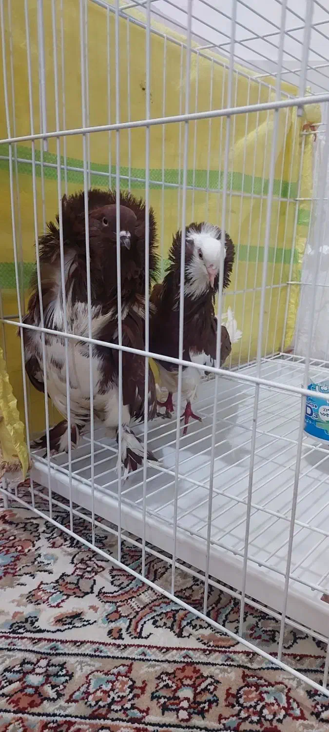 کبوتر تزئینی شامپیون ارجینال|پرنده|بابل, |دیوار