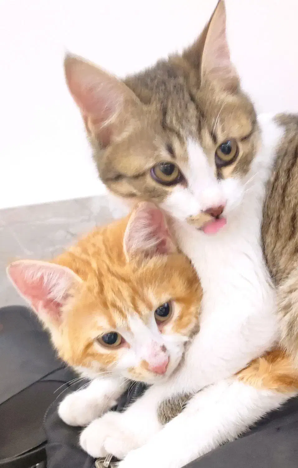 واگذاری|گربه|رفسنجان, |دیوار