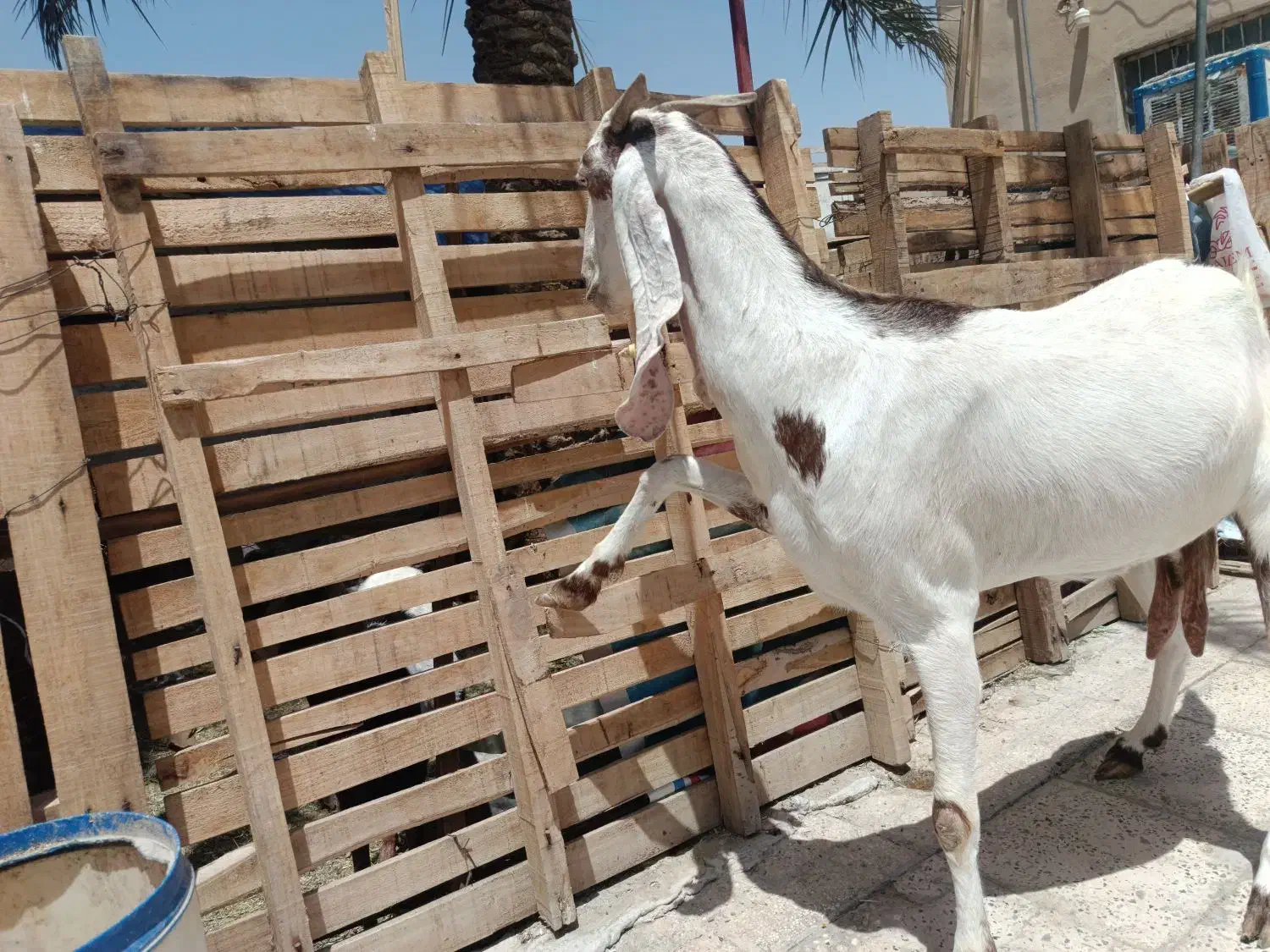 بز.|حیوانات مزرعه|سراوان, |دیوار