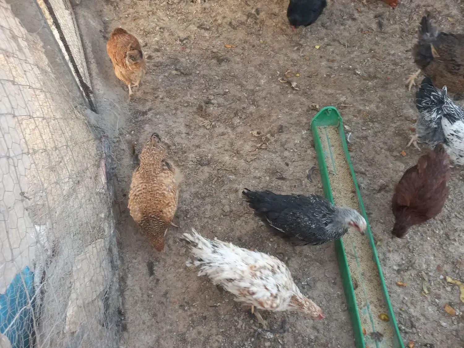 خروس محلی برای قربانی|حیوانات مزرعه|آبیک, |دیوار