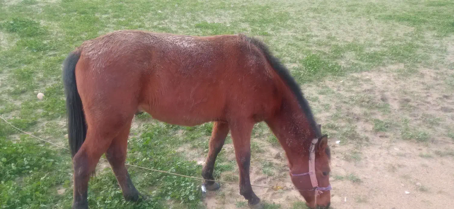 اسب یک ونیم ساله|اسب و تجهیزات اسب‌سواری|امیدیه, |دیوار