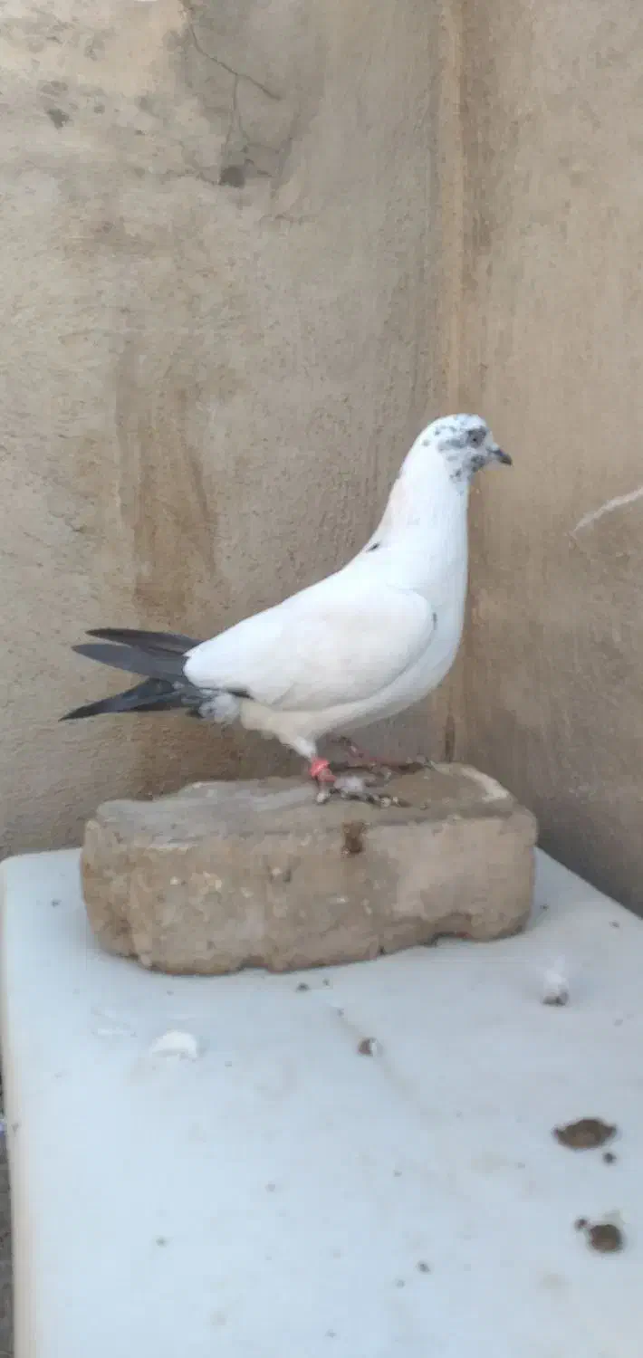 نر پرشی دم سیاه|پرنده|اصفهان, شهرستان|دیوار