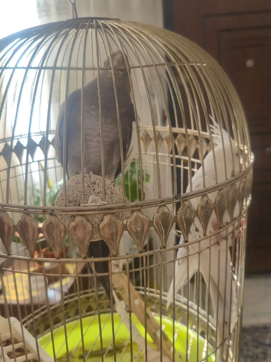 یک عدد عروس هلندی همراه با قفس|پرنده|شیروان (خراسان), |دیوار