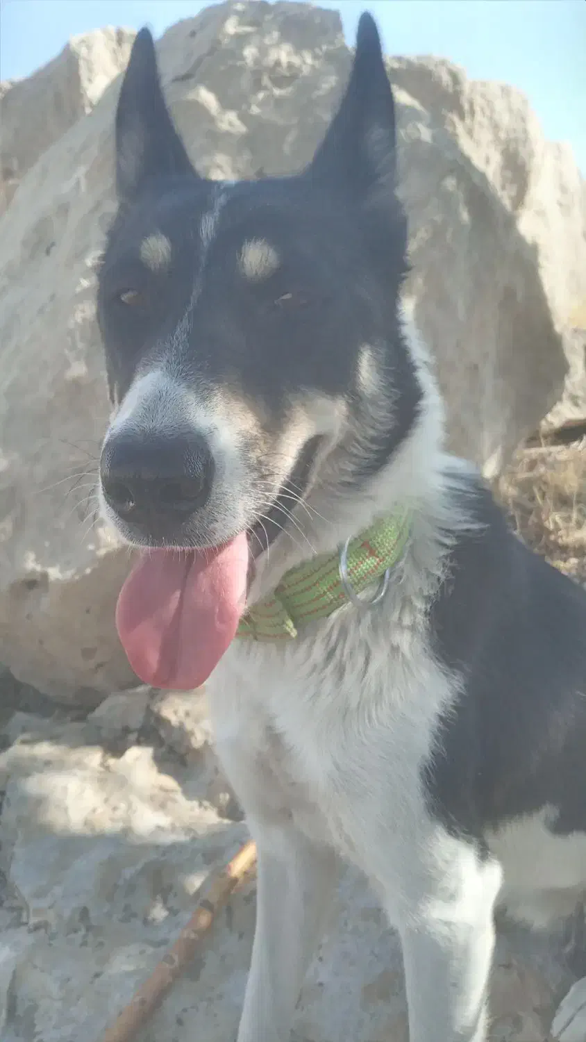 واگذاری|سگ|نورآباد ممسنی, |دیوار