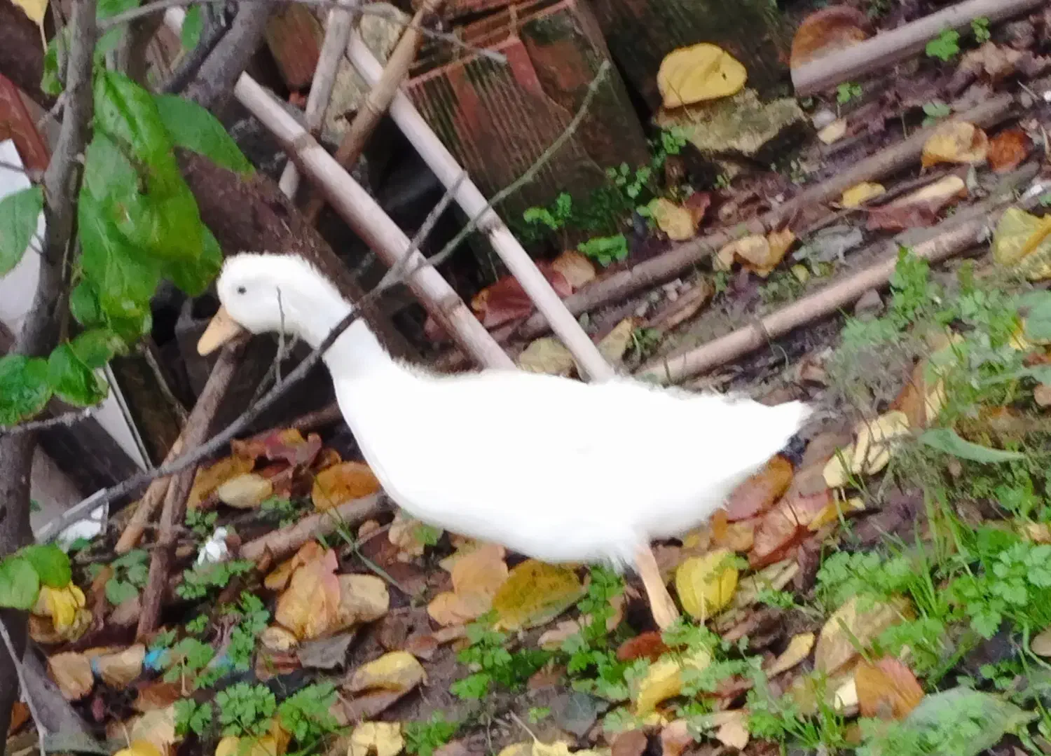 برهما و گلین و اردک مگ مگی|حیوانات مزرعه|بابل, |دیوار